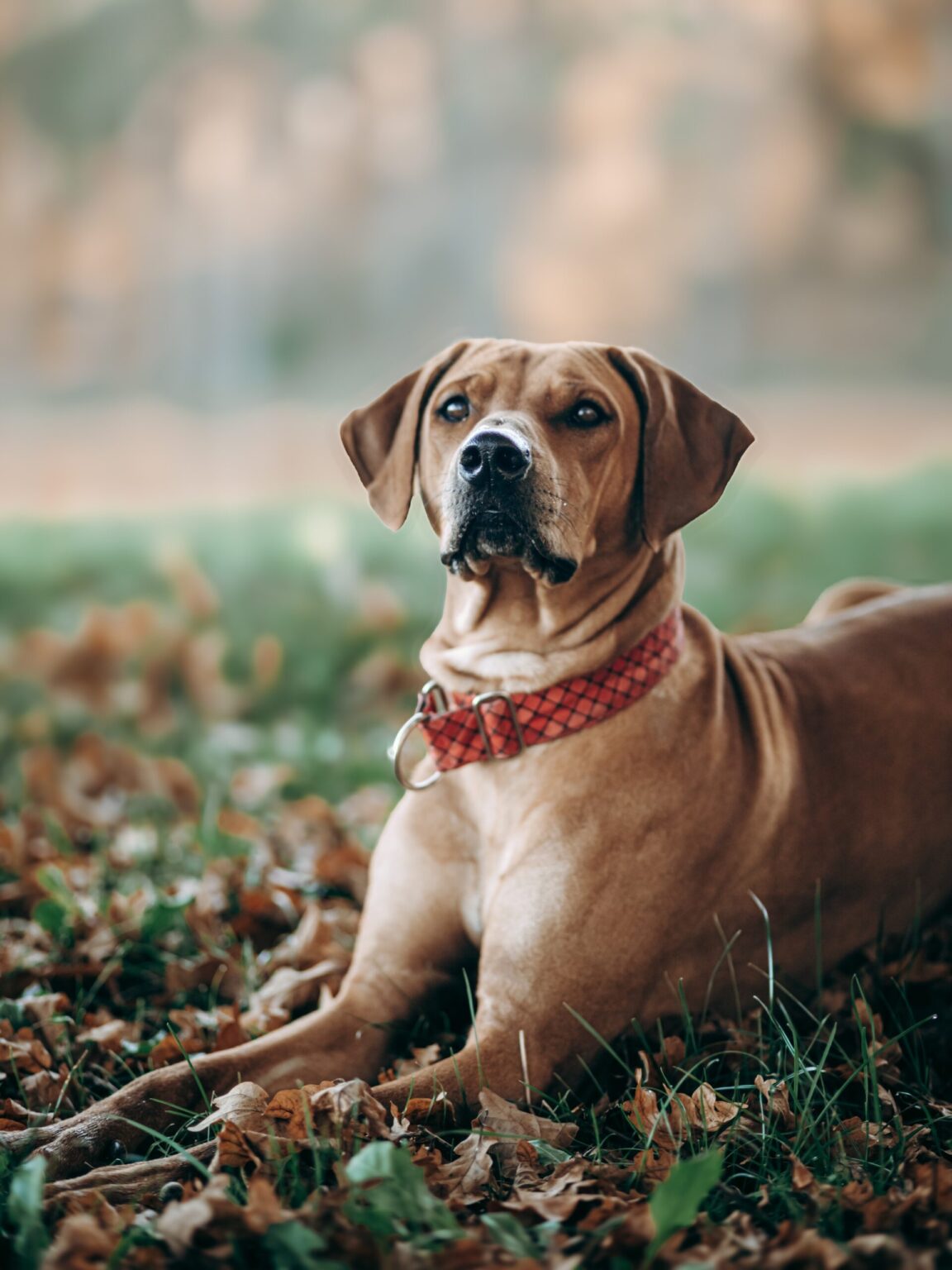 Pas Ridgeback Chovatelská stanice Rhodéských Ridgebacků